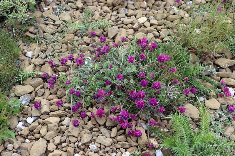 Oxytropis microsphaera photo 3
