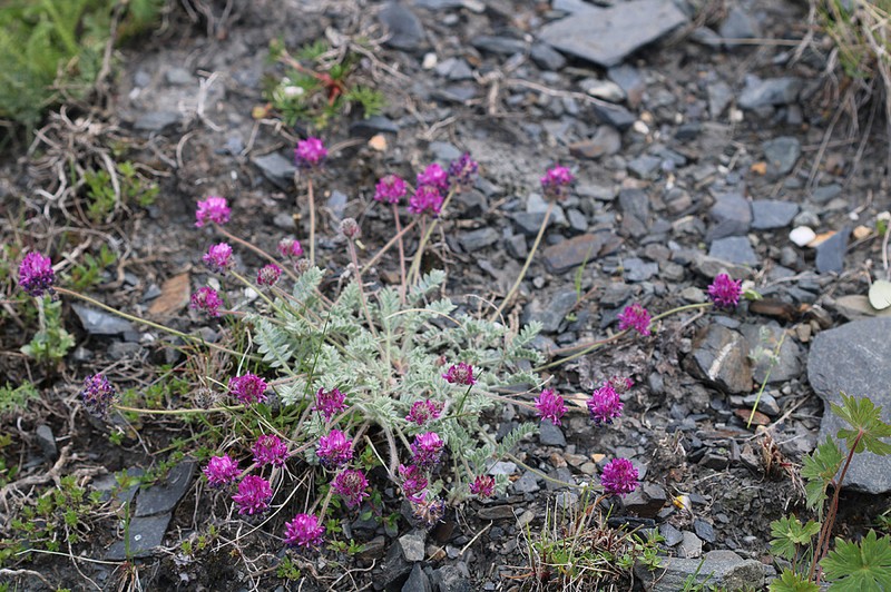 Oxytropis microsphaera photo 4