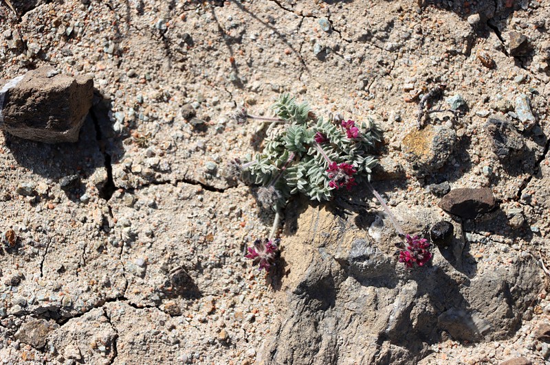 Oxytropis microsphaera photo 5