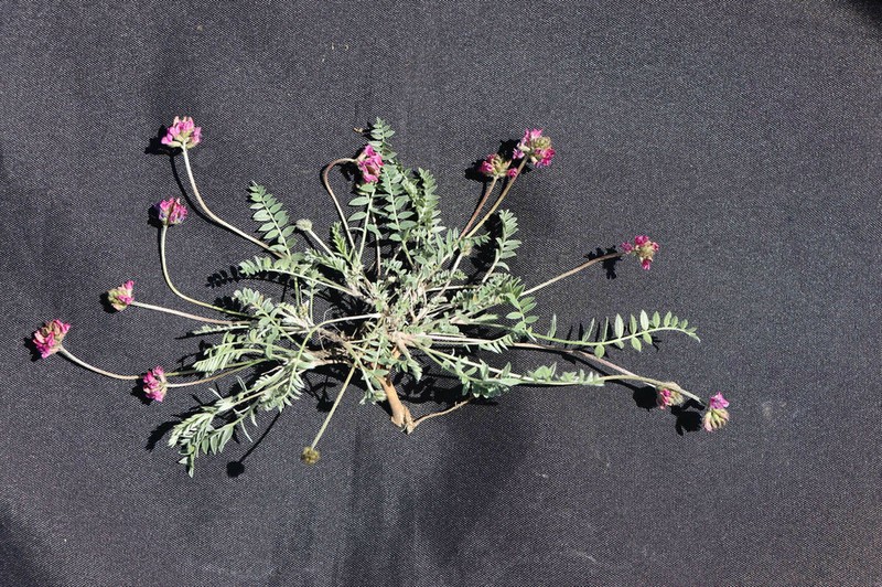 Oxytropis microsphaera photo 6
