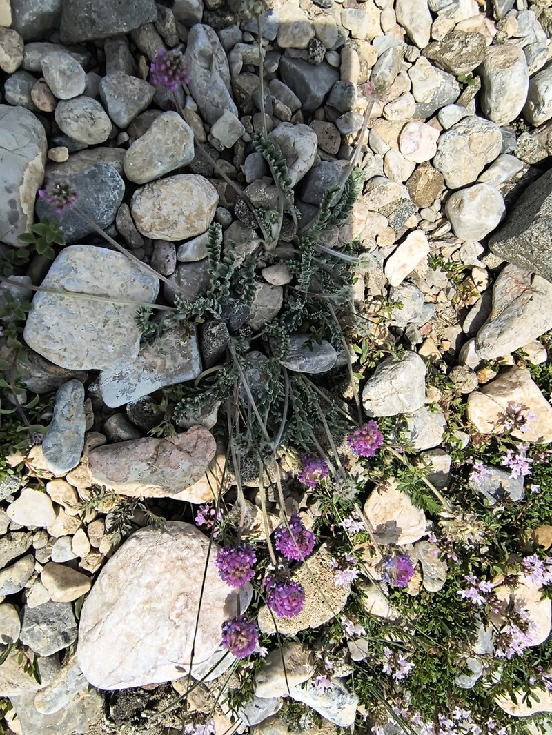 Oxytropis microsphaera photo 7