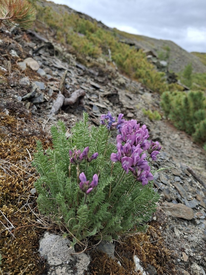 Oxytropis middendorffii photo 3
