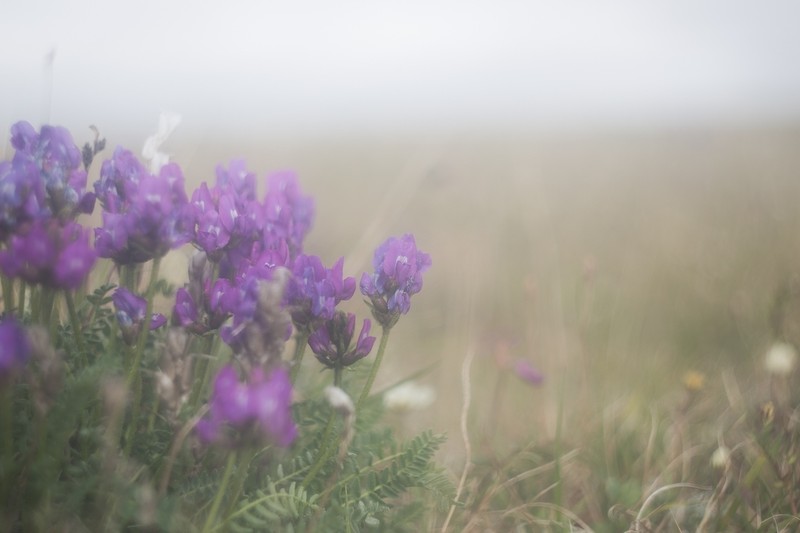 Oxytropis middendorffii photo 4
