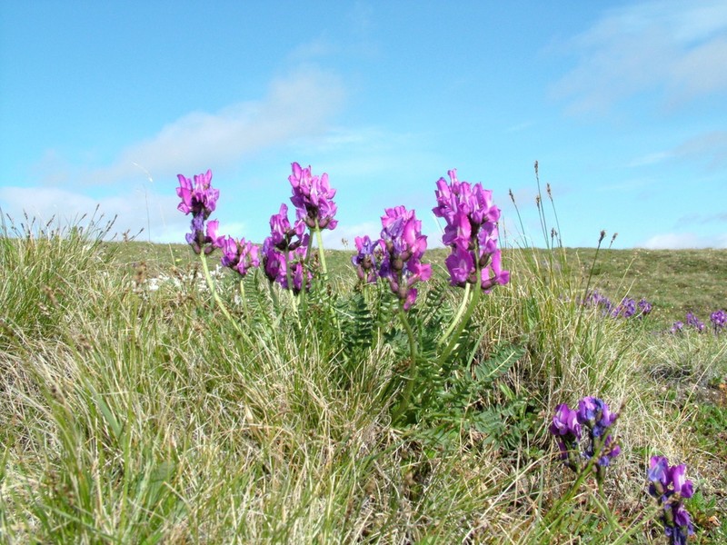 Oxytropis middendorffii photo 5