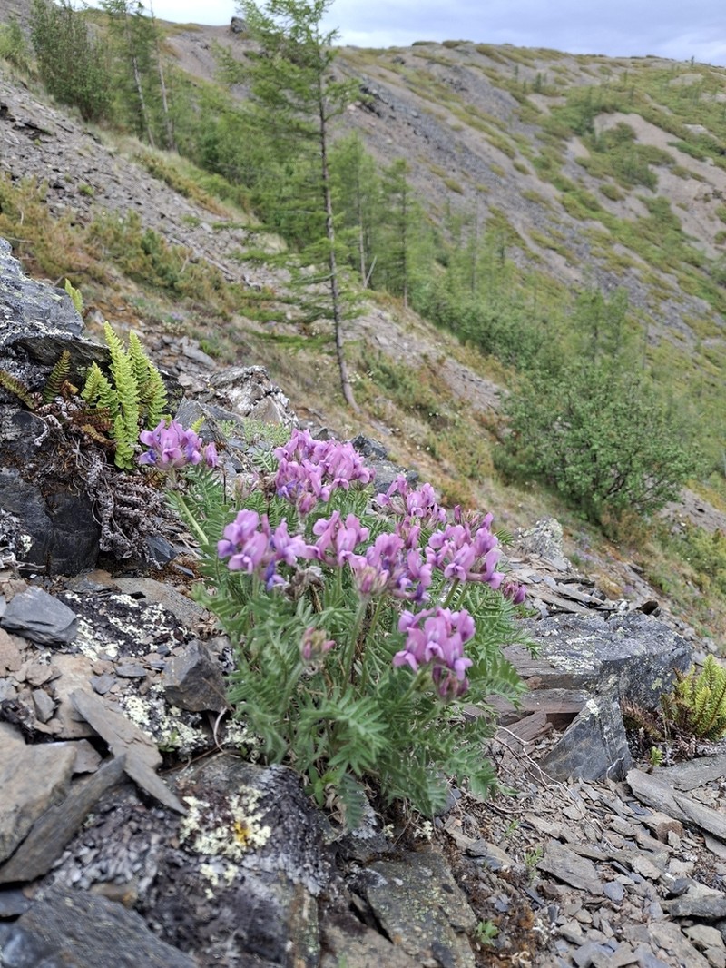 Oxytropis middendorffii photo 7