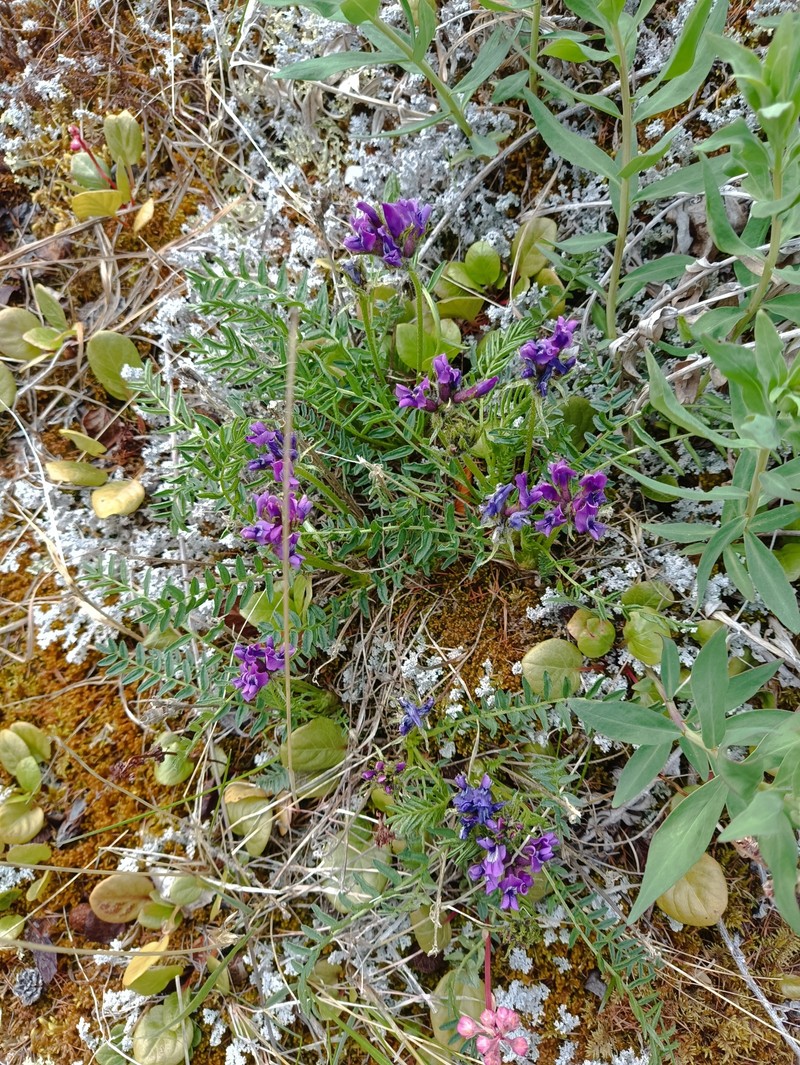 Oxytropis middendorffii subsp. anadyrensis