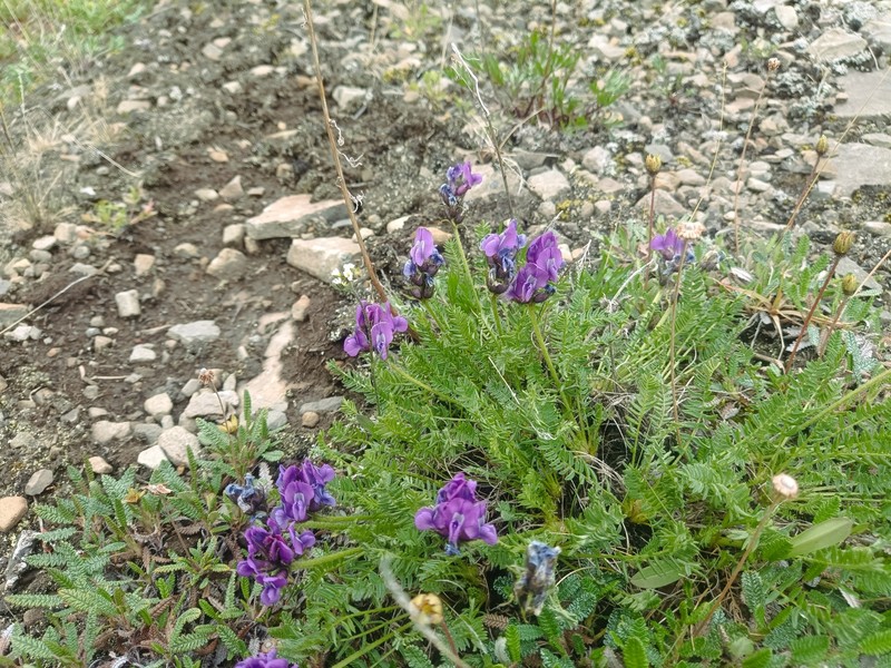 Oxytropis middendorffii subsp. anadyrensis photo 2