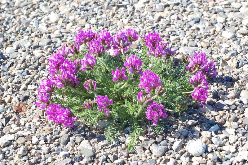 Oxytropis middendorffii subsp. anadyrensis photo 3
