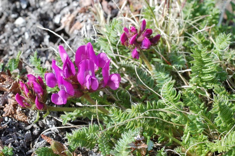 Oxytropis middendorffii subsp. anadyrensis photo 4