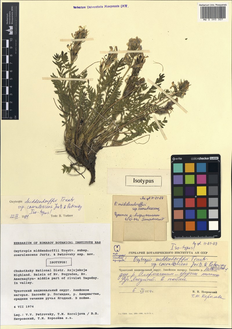 Oxytropis middendorffii subsp. coerulescens