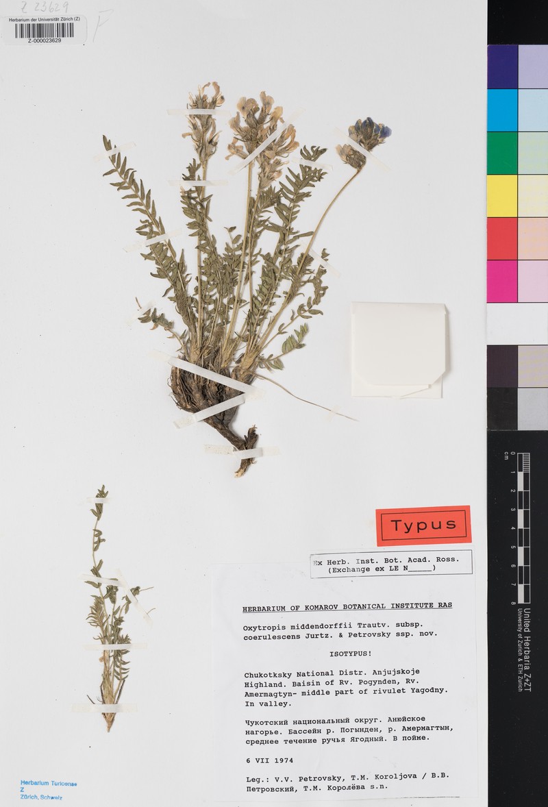 Oxytropis middendorffii subsp. coerulescens photo 2
