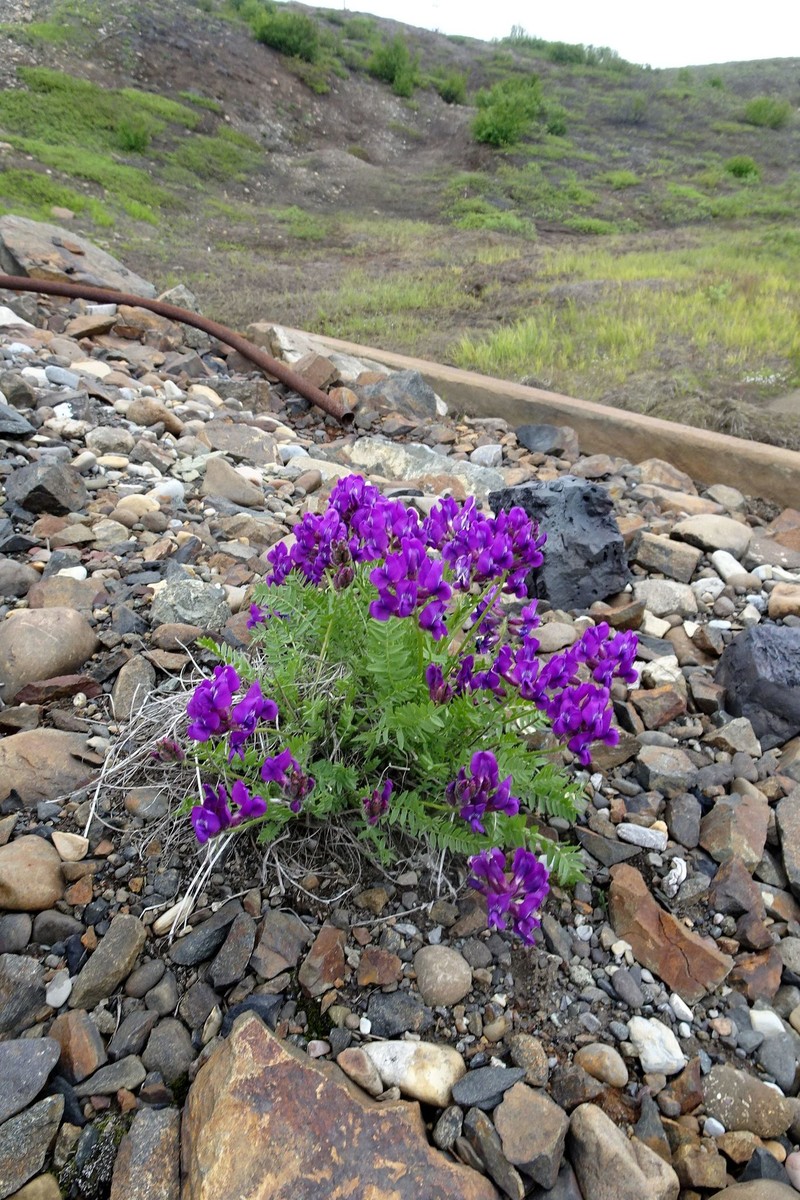 Oxytropis middendorffii subsp. middendorffii