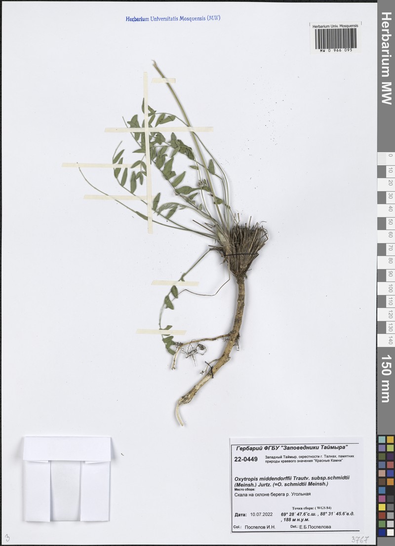 Oxytropis middendorffii subsp. middendorffii photo 2