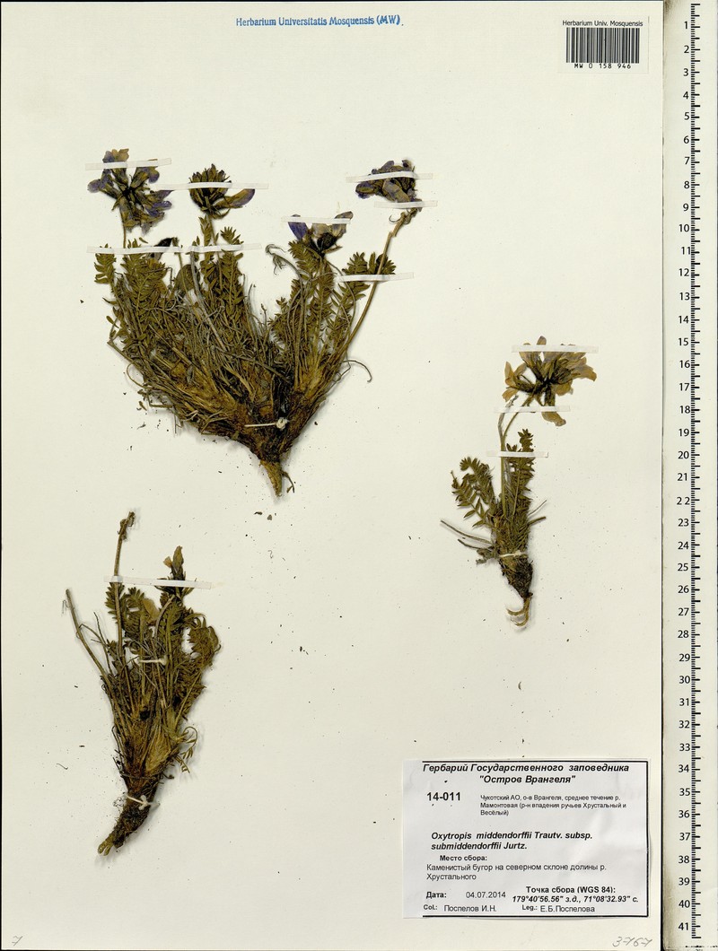 Oxytropis middendorffii subsp. submiddendorffii