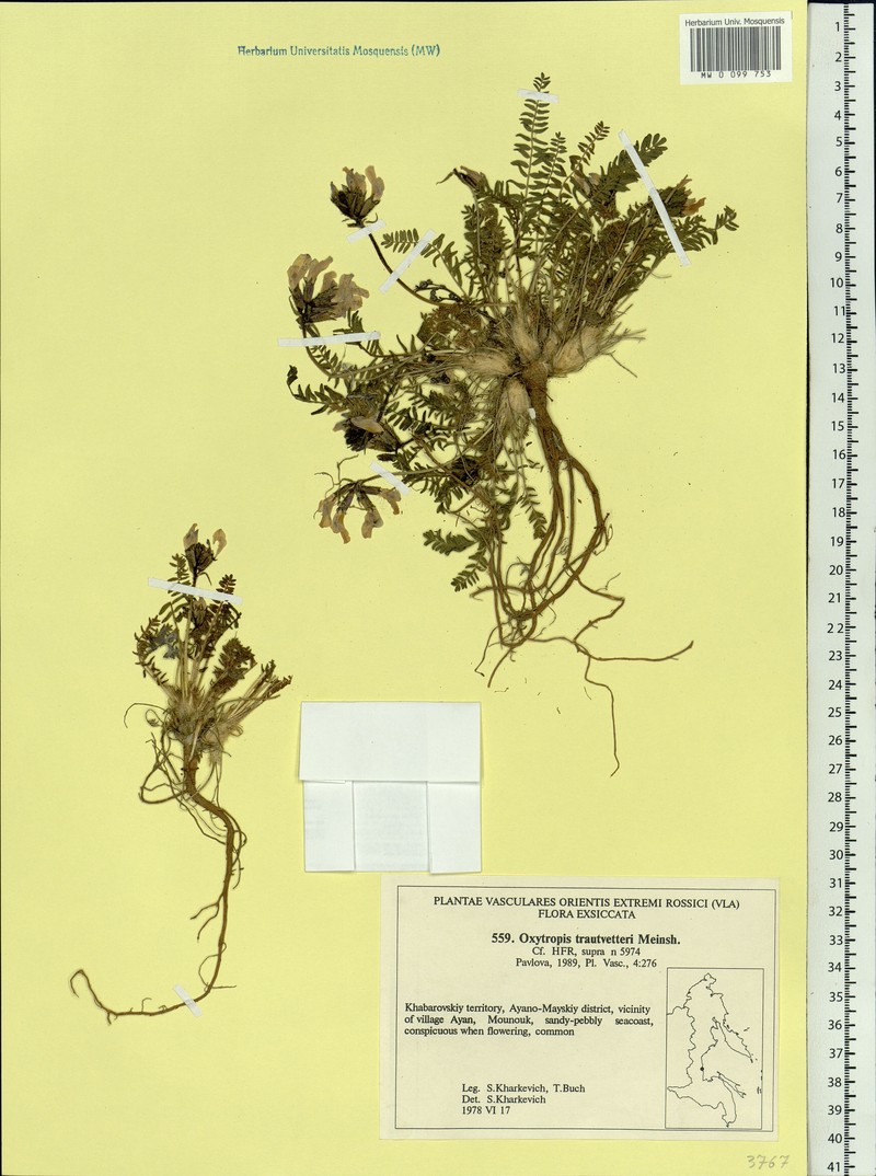 Oxytropis middendorffii subsp. trautvetteri