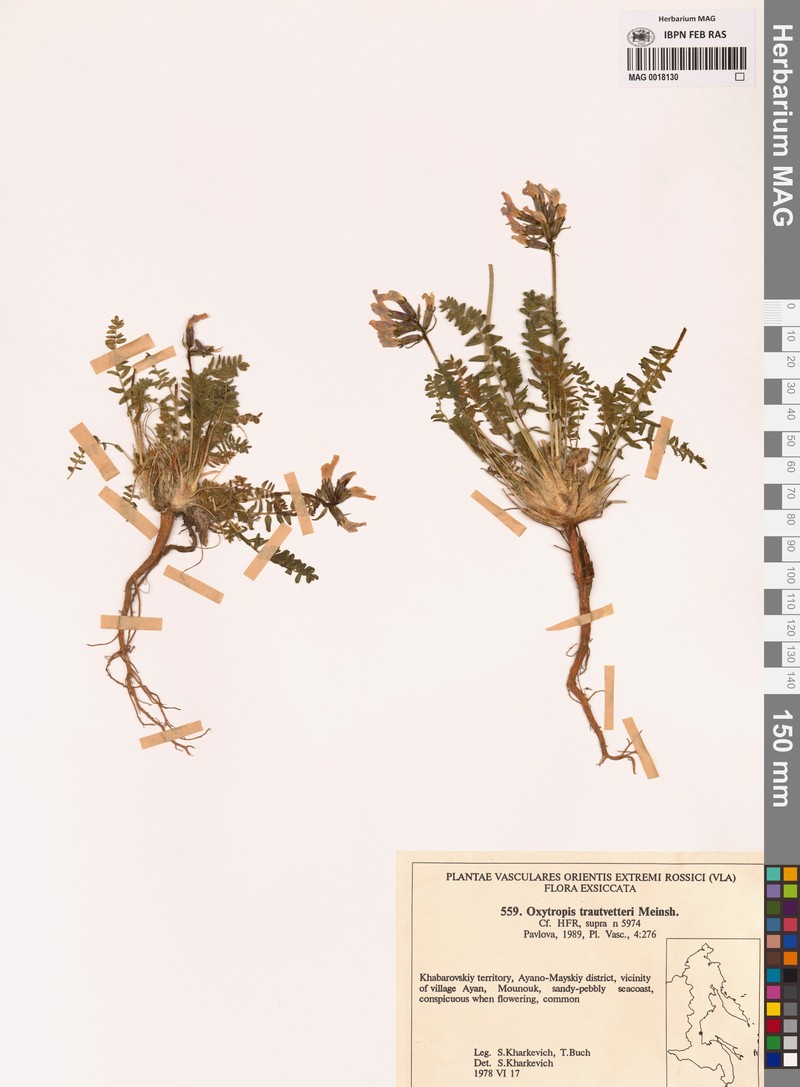 Oxytropis middendorffii subsp. trautvetteri photo 2