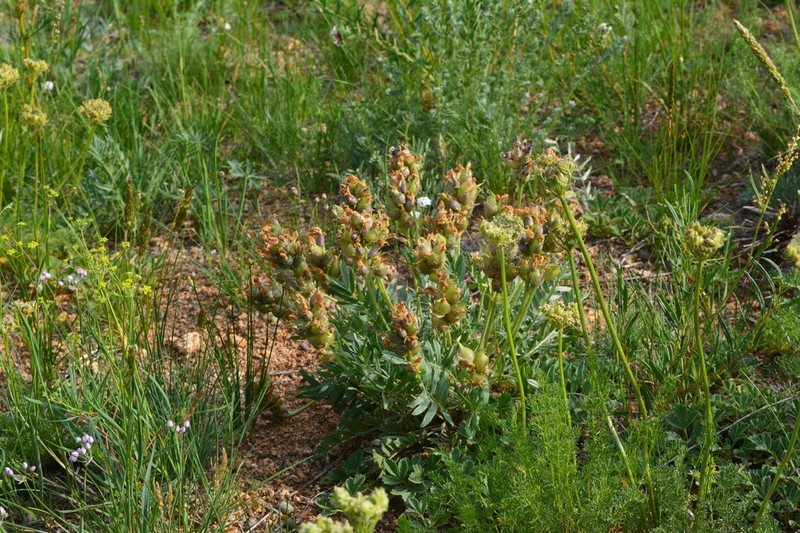 Oxytropis mixotriche photo 2