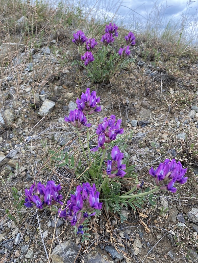 Oxytropis mixotriche photo 3