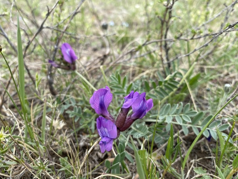 Oxytropis mixotriche photo 4