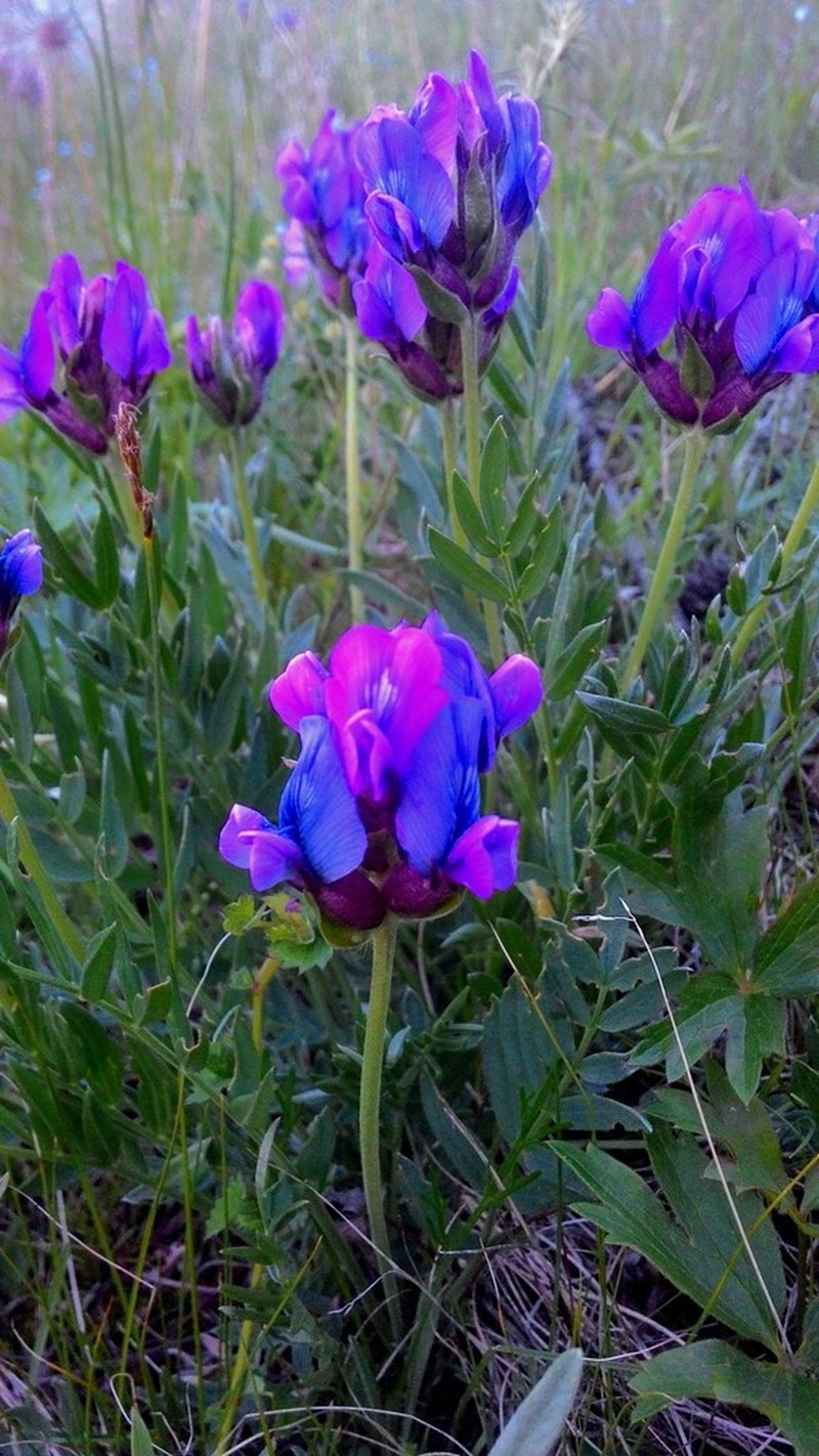 Oxytropis mixotriche photo 5