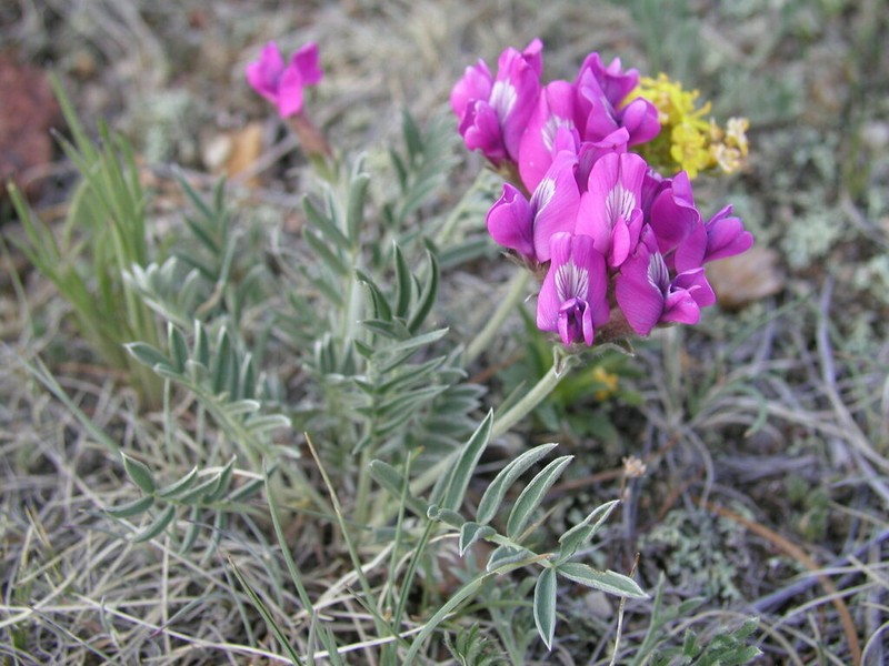 Oxytropis mixotriche photo 6