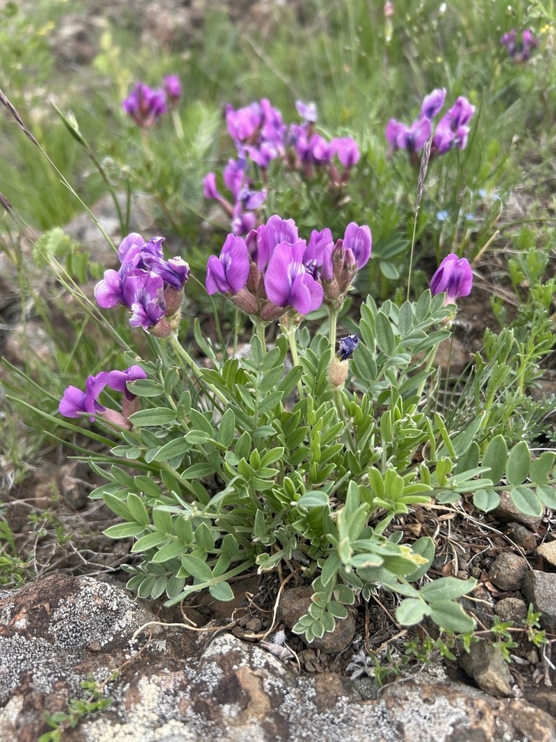 Oxytropis mixotriche photo 7