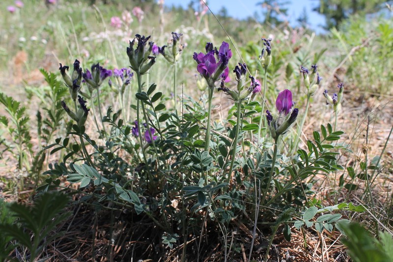 Oxytropis mixotriche photo 8