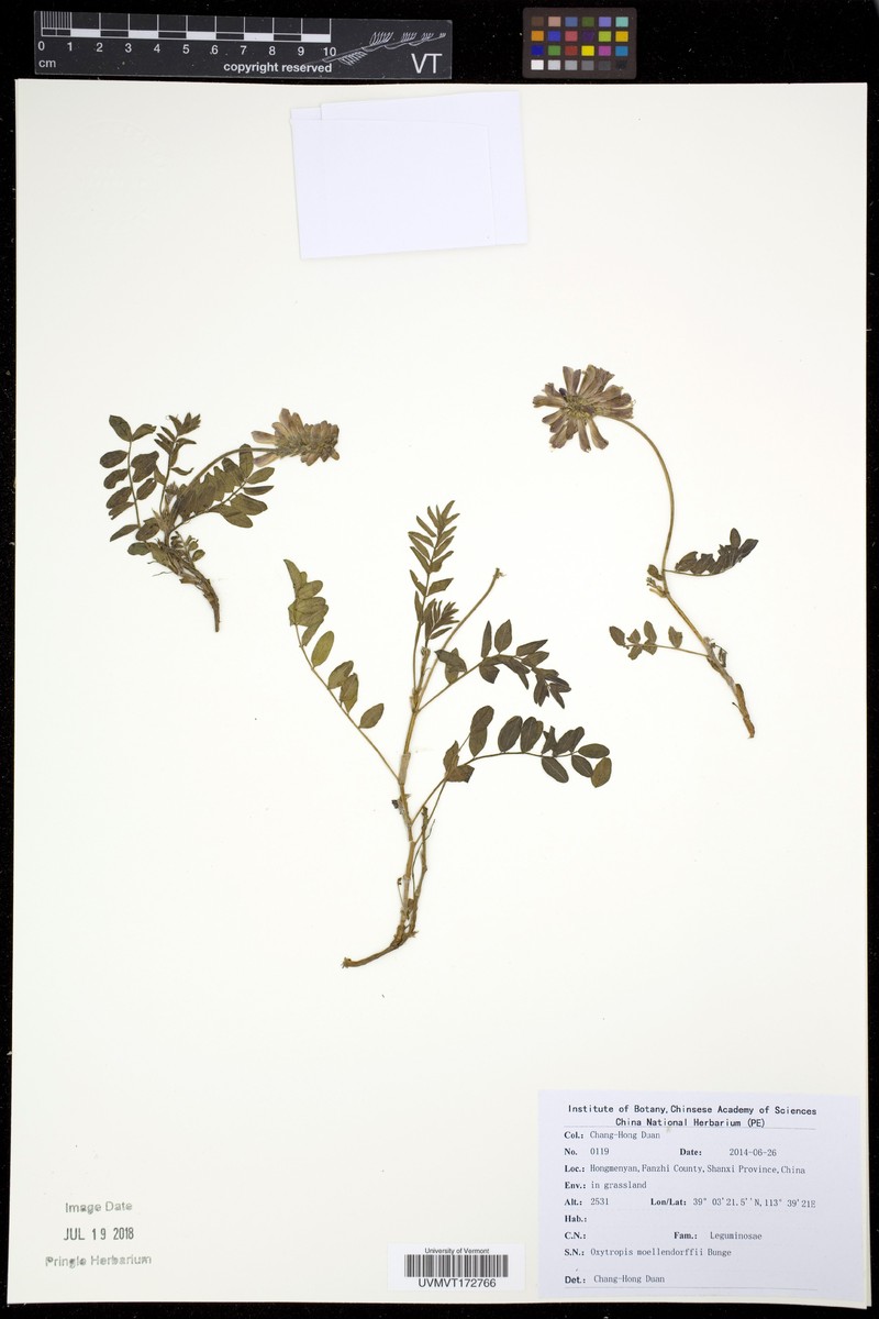 Oxytropis moellendorffii