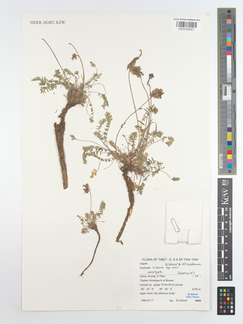 Oxytropis mollis