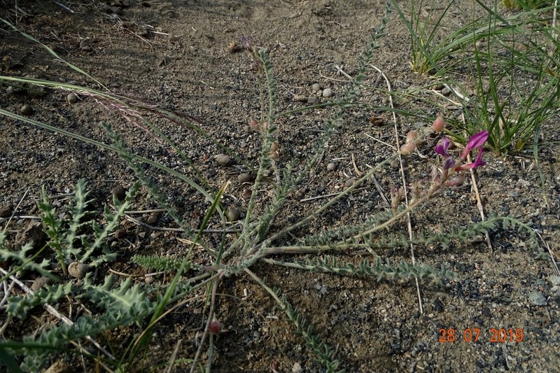 Oxytropis mongolica photo 2