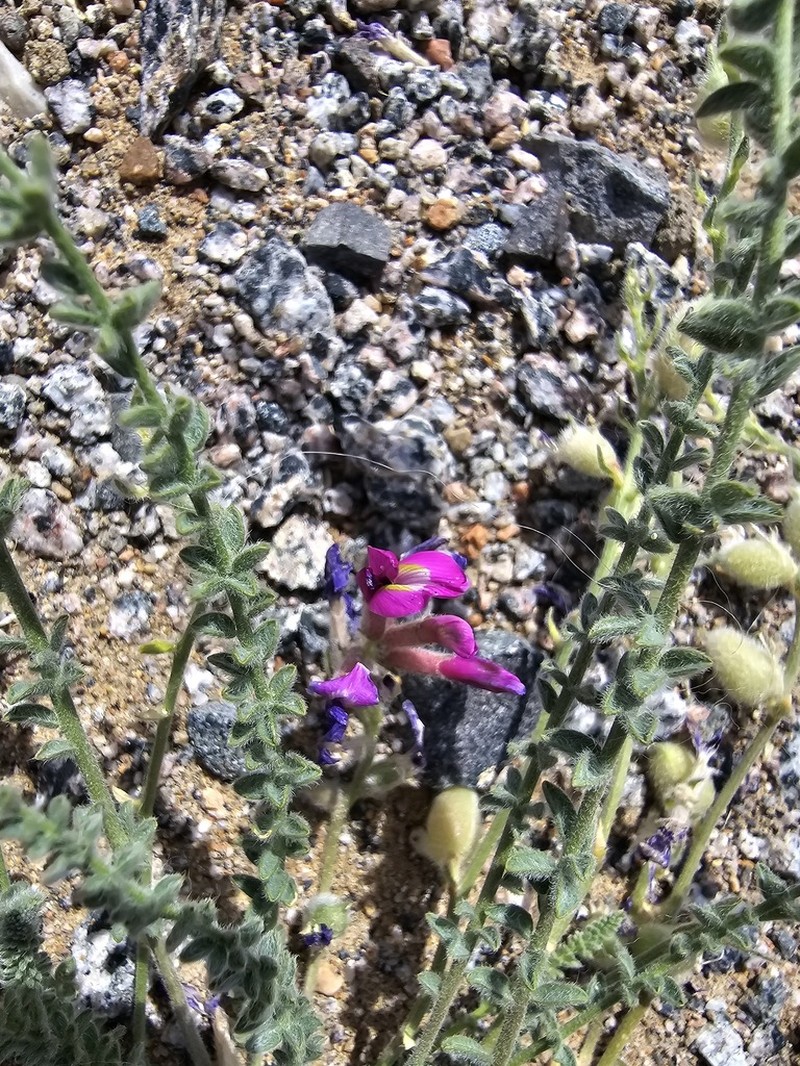 Oxytropis mongolica photo 3
