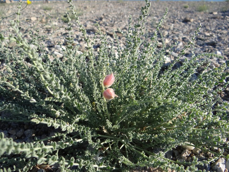 Oxytropis mongolica photo 4