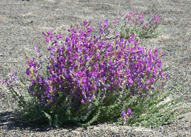 Oxytropis mongolica photo 5