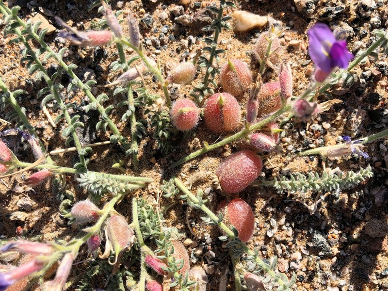 Oxytropis mongolica photo 6