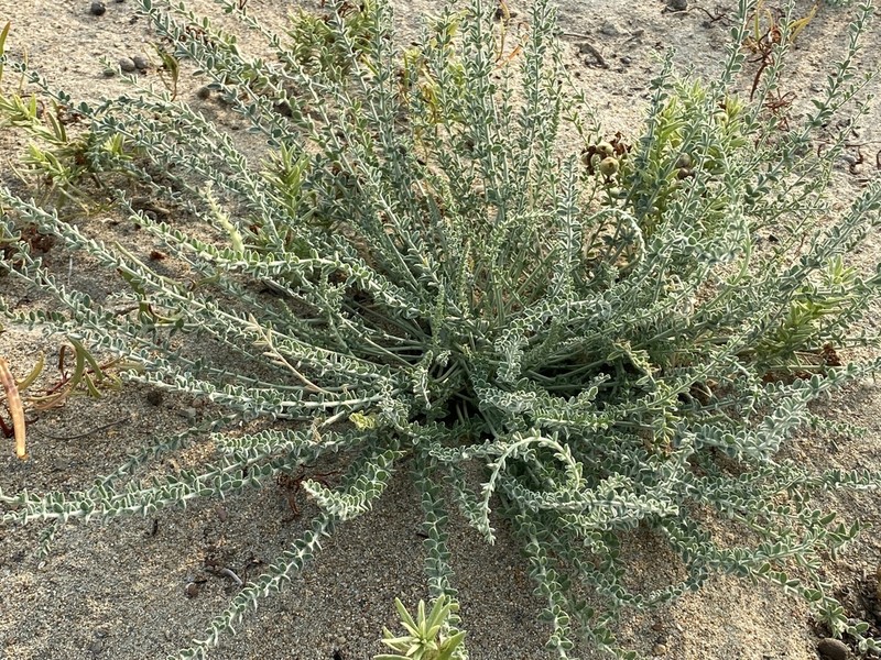 Oxytropis mongolica photo 7