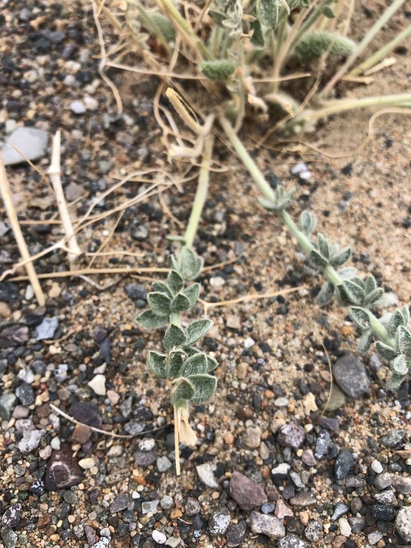 Oxytropis mongolica photo 8