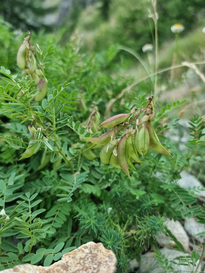 Oxytropis montana