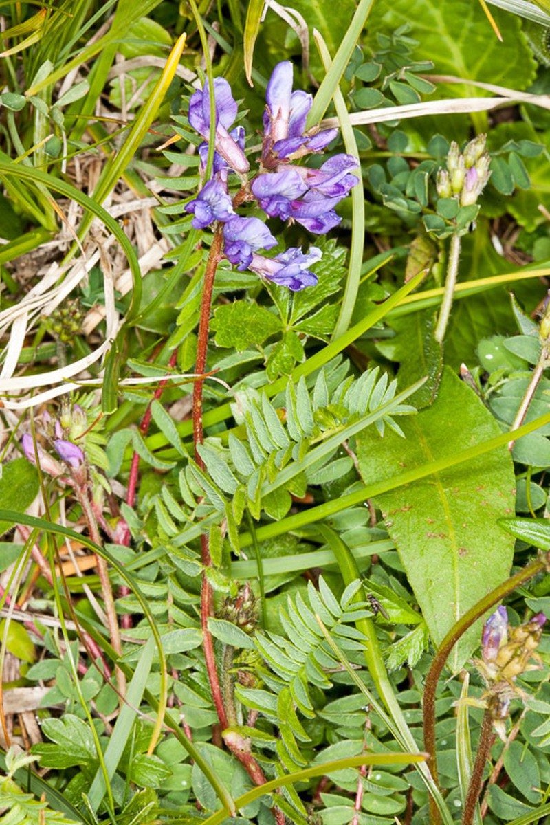 Oxytropis montana photo 2