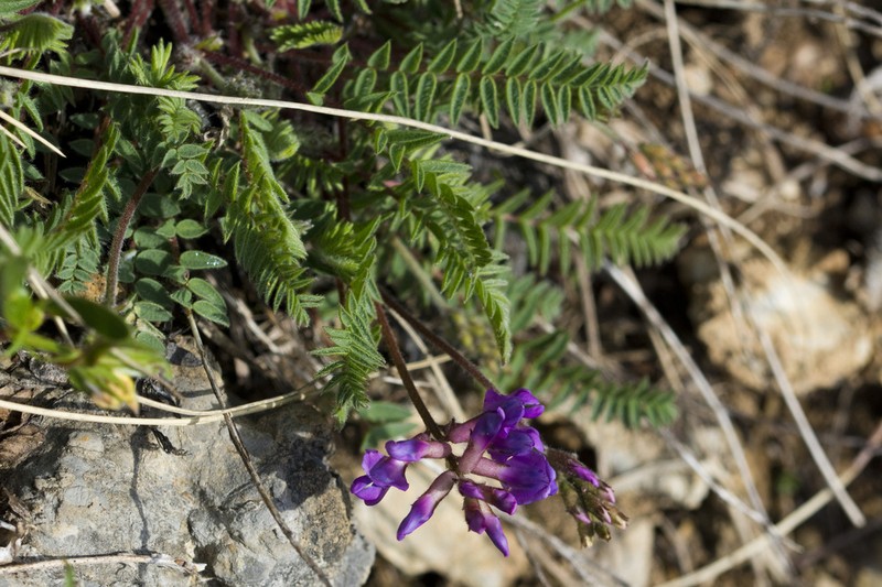 Oxytropis montana photo 3