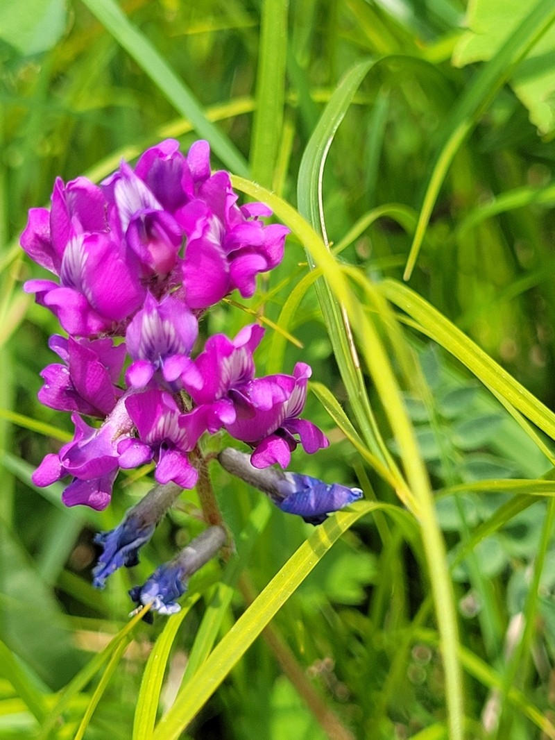 Oxytropis montana photo 4