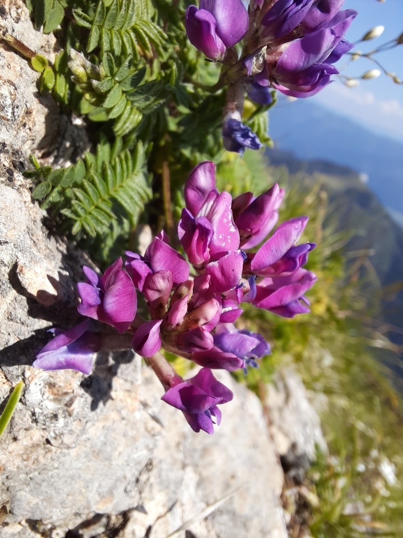 Oxytropis montana photo 6