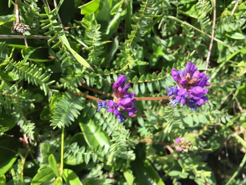 Oxytropis montana photo 7