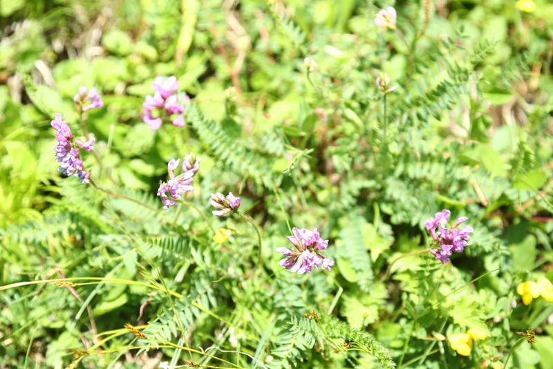Oxytropis montana photo 8