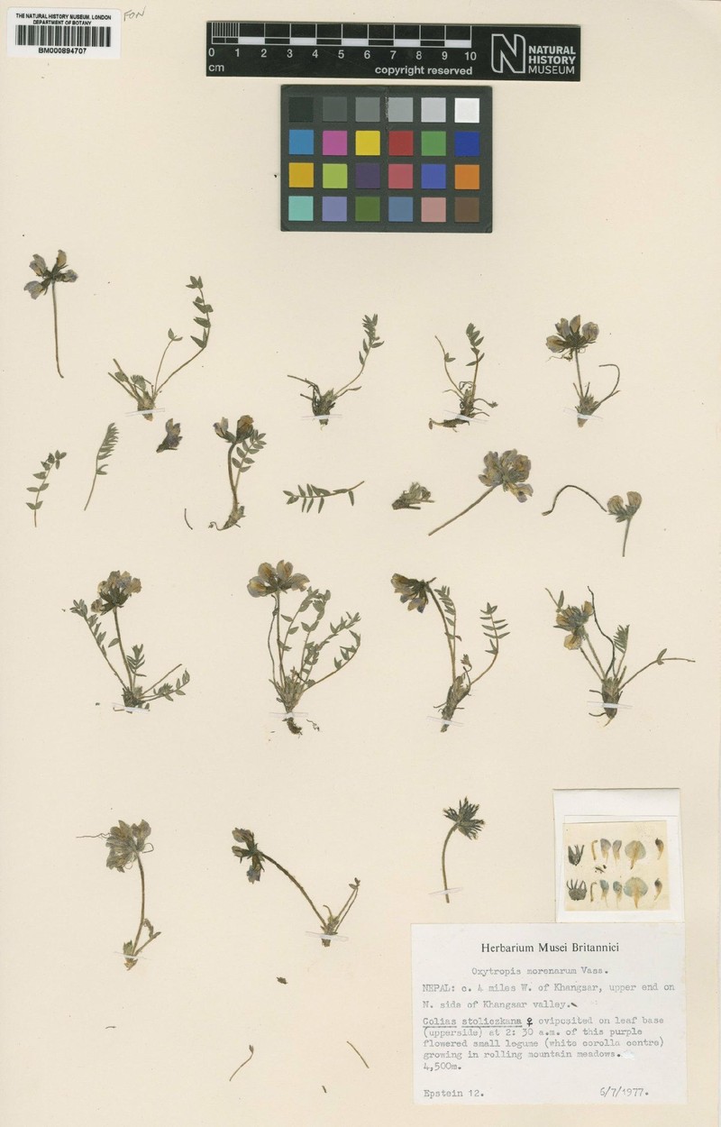 Oxytropis morenarum