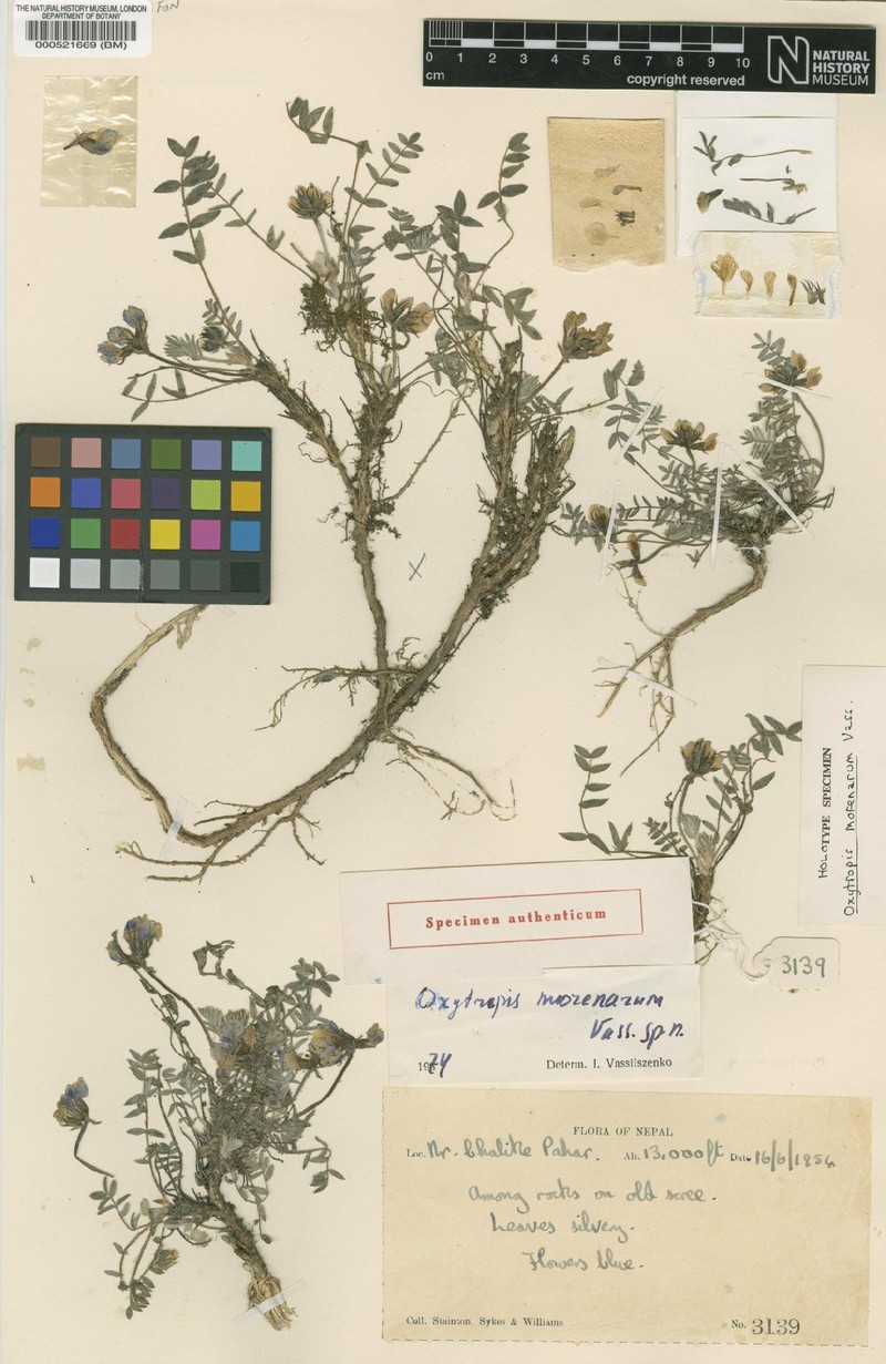 Oxytropis morenarum photo 2