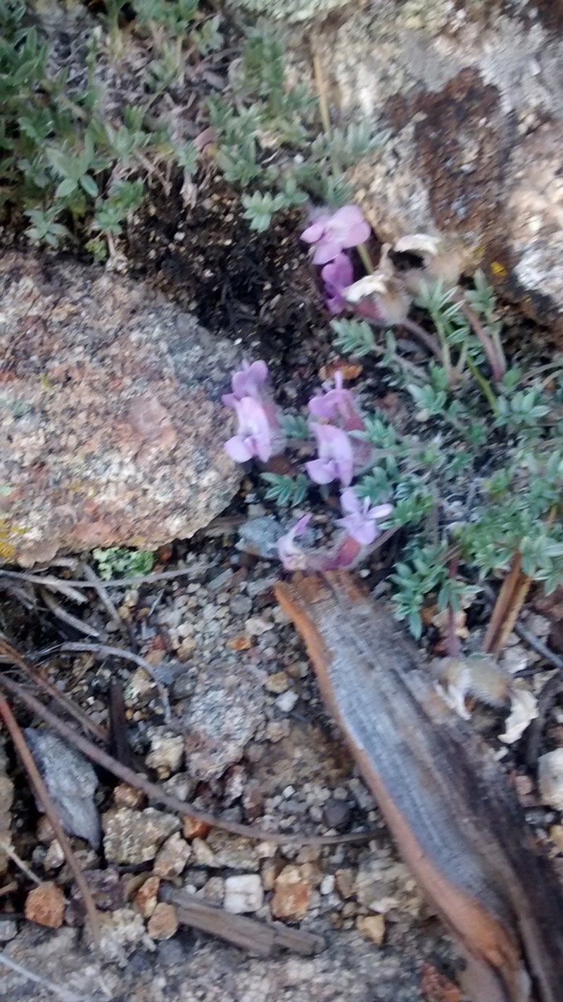 Nuttall's Oxytrope photo 3
