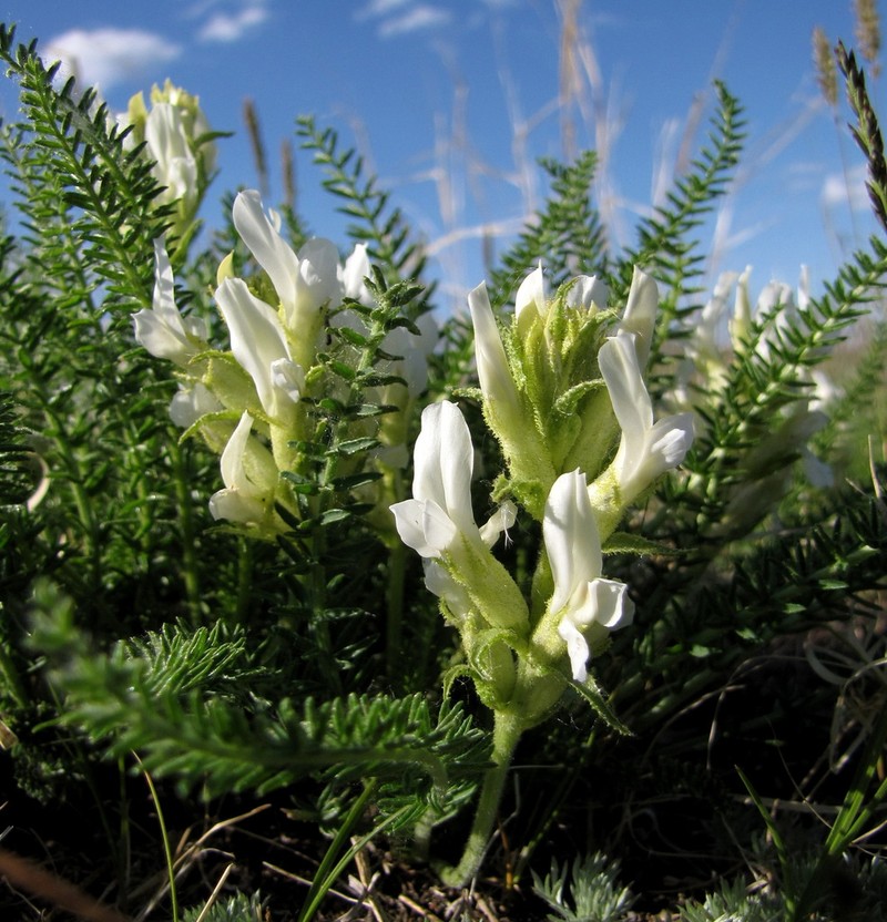 Oxytropis muricata