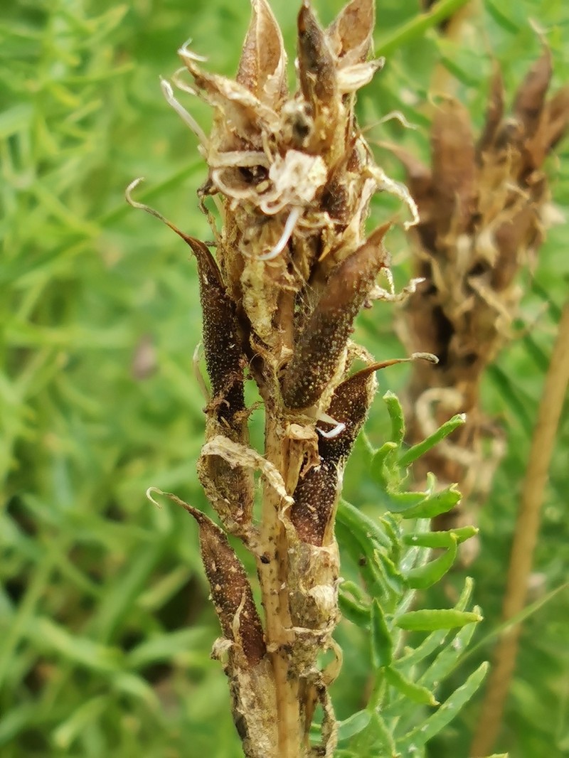 Oxytropis muricata photo 2