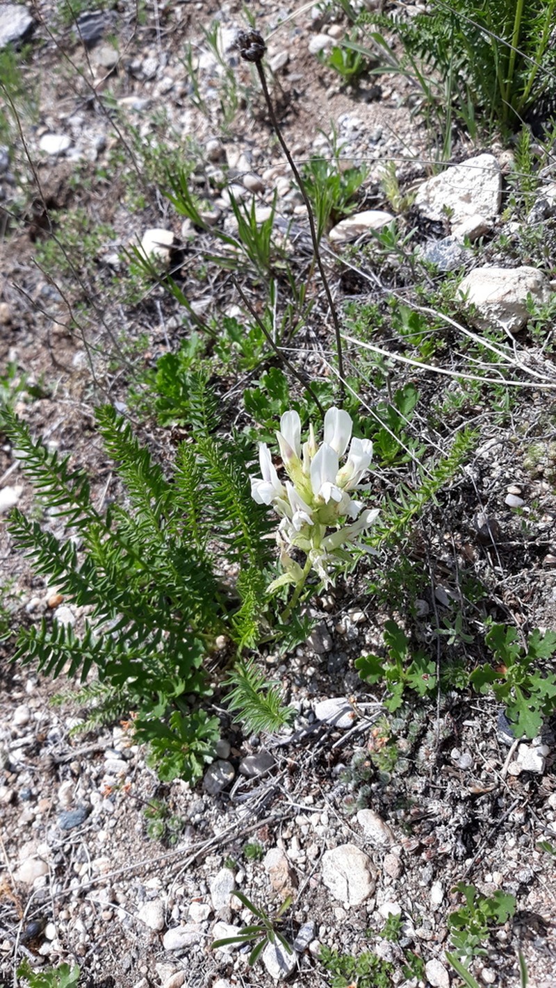 Oxytropis muricata photo 3