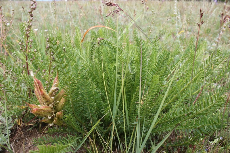 Oxytropis muricata photo 4
